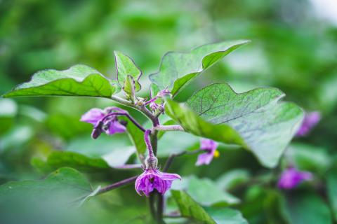 Brinjal flower